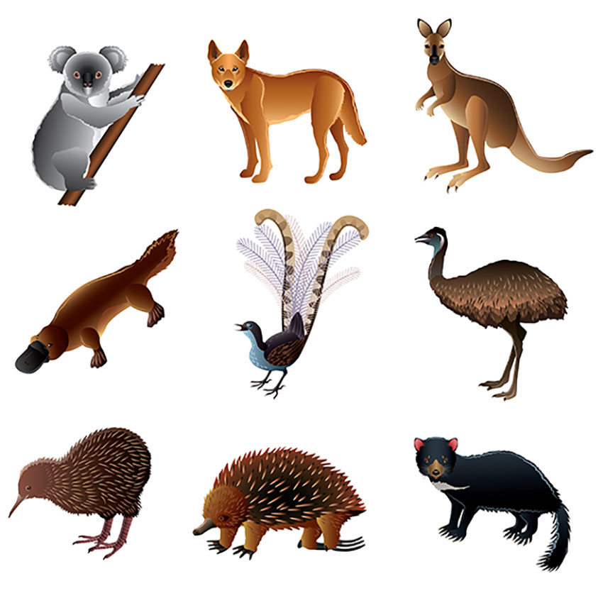 Australian Animal Illustration Set Vol. 2